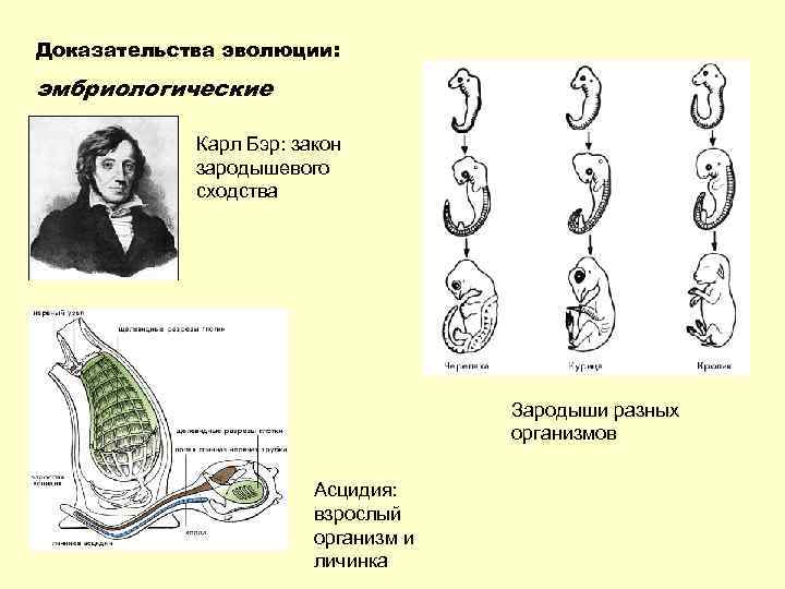 Доказательства эволюции: эмбриологические Карл Бэр: закон зародышевого сходства Зародыши разных организмов Асцидия: взрослый организм