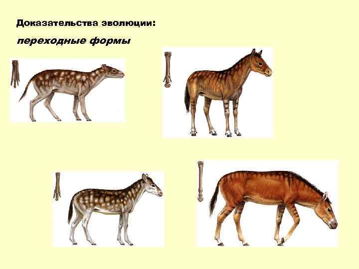 Доказательства эволюции: переходные формы 