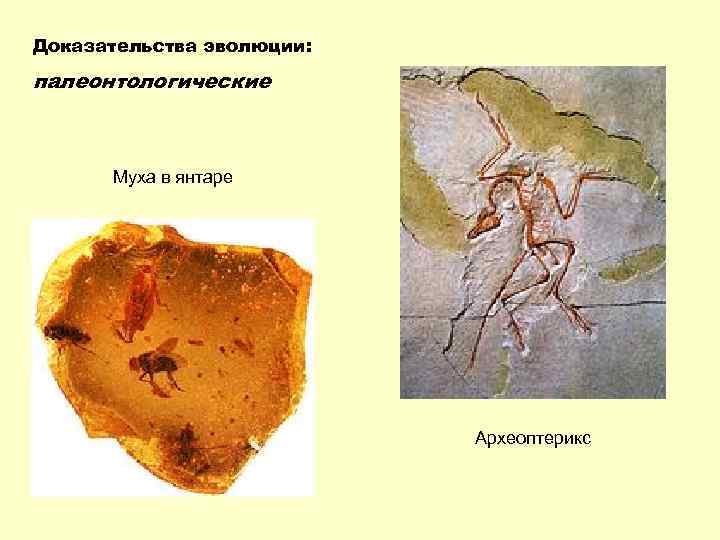 Доказательства эволюции: палеонтологические Муха в янтаре Археоптерикс 