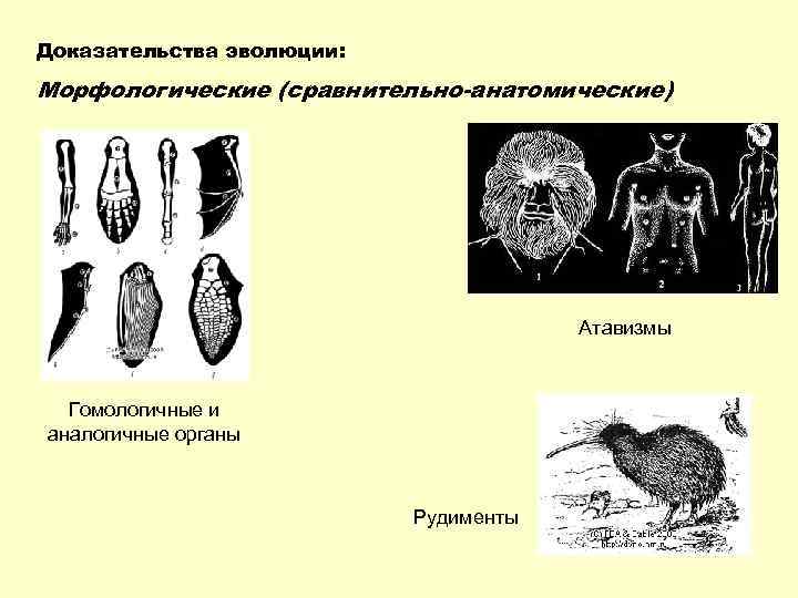 Доказательства эволюции: Морфологические (сравнительно-анатомические) Атавизмы Гомологичные и аналогичные органы Рудименты 