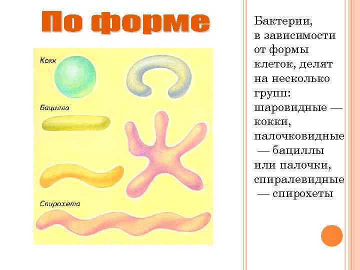 Бактерии, в зависимости от формы клеток, делят на несколько групп: шаровидные — кокки, палочковидные