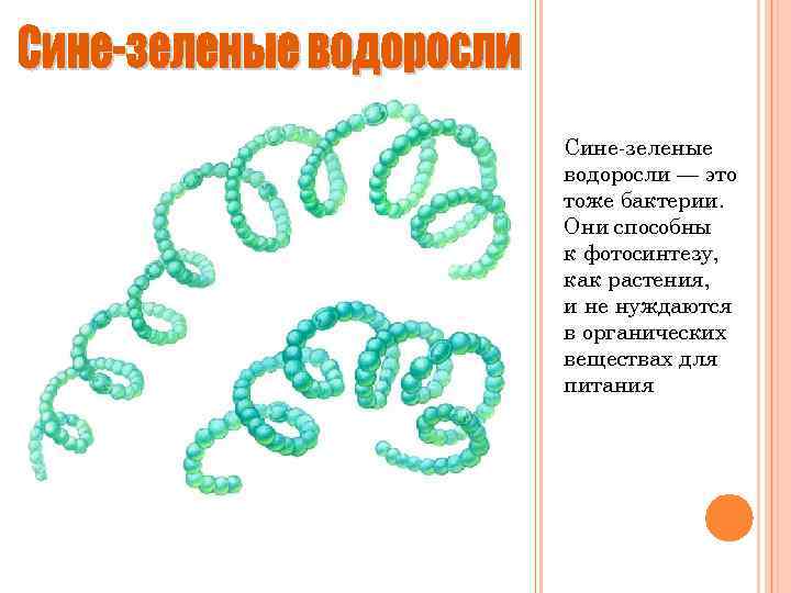 Сине-зеленые водоросли — это тоже бактерии. Они способны к фотосинтезу, как растения, и не