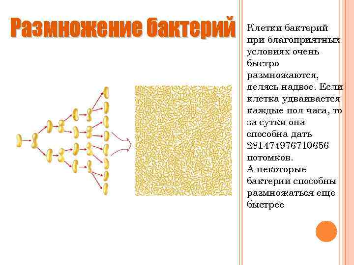 Клетки бактерий при благоприятных условиях очень быстро размножаются, делясь надвое. Если клетка удваивается каждые
