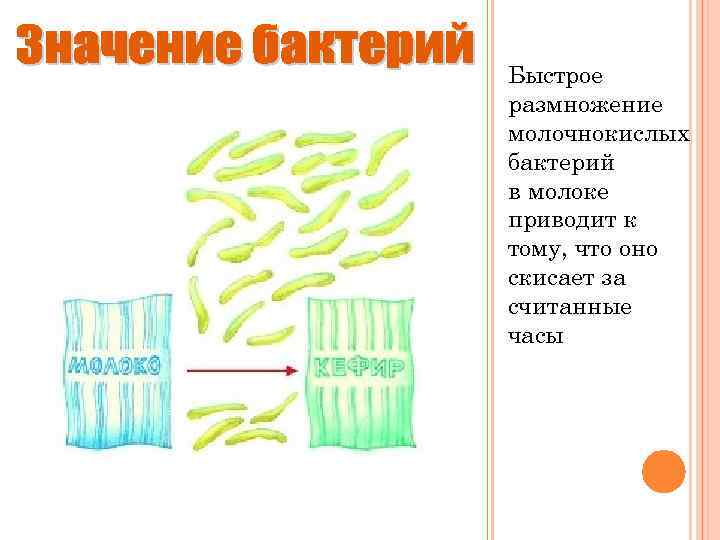 Быстрое размножение молочнокислых бактерий в молоке приводит к тому, что оно скисает за считанные