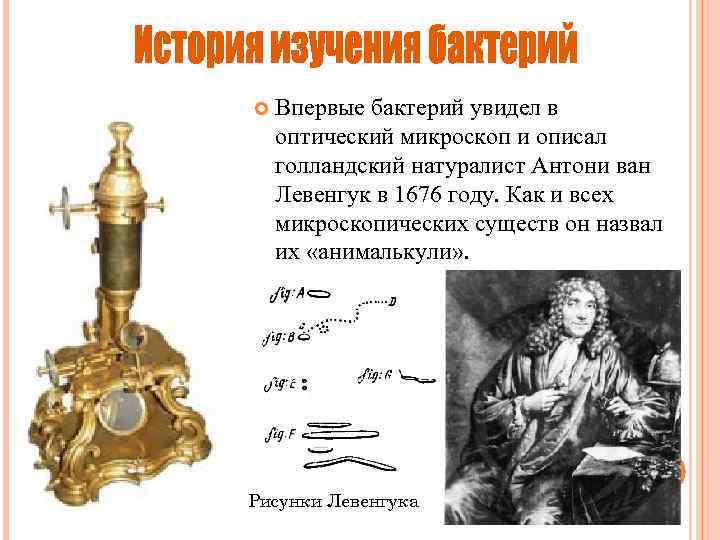 Впервые бактерий увидел в оптический микроскоп и описал голландский натуралист Антони ван Левенгук