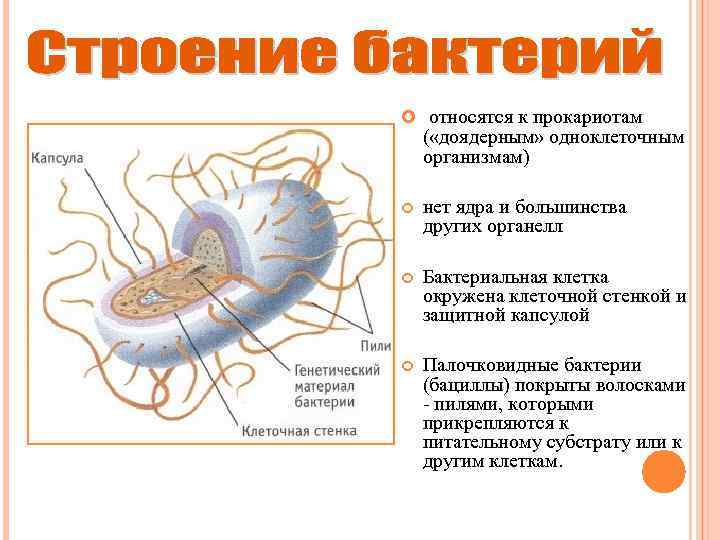  относятся к прокариотам ( «доядерным» одноклеточным организмам) нет ядра и большинства других органелл