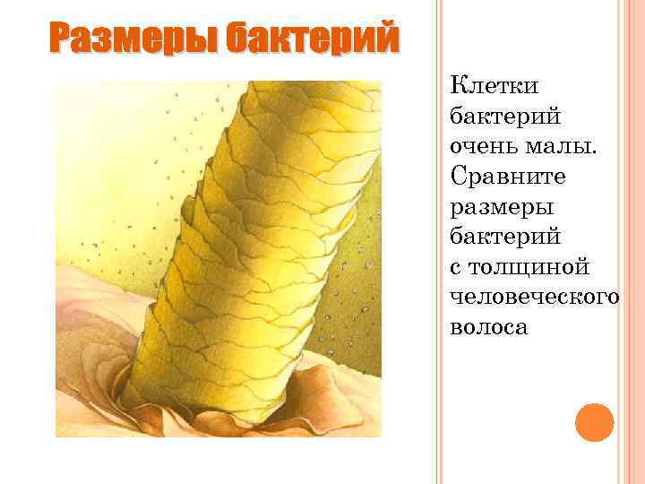 Клетки бактерий очень малы. Сравните размеры бактерий с толщиной человеческого волоса 