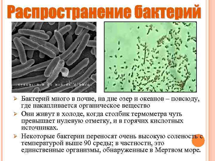 Бактерий много в почве, на дне озер и океанов – повсюду, где накапливается органическое