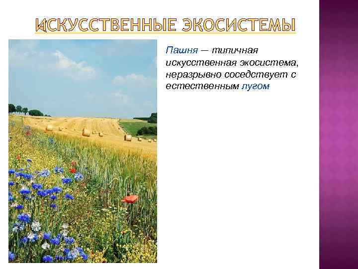 ИСКУССТВЕННЫЕ ЭКОСИСТЕМЫ Пашня — типичная искусственная экосистема, неразрывно соседствует с естественным лугом 