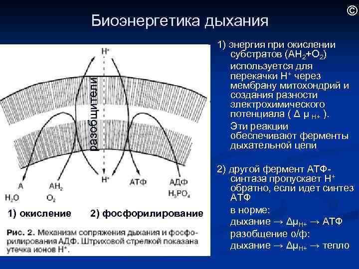 разобщители Биоэнергетика дыхания 1) окисление 2) фосфорилирование © 1) энергия при окислении субстратов (АН