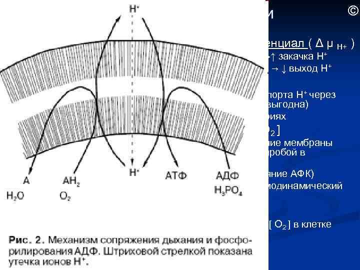 Гипоксия при гипероксии © В условиях гипероксии: 1. В митохондриях ↑ электрохимический потенциал (