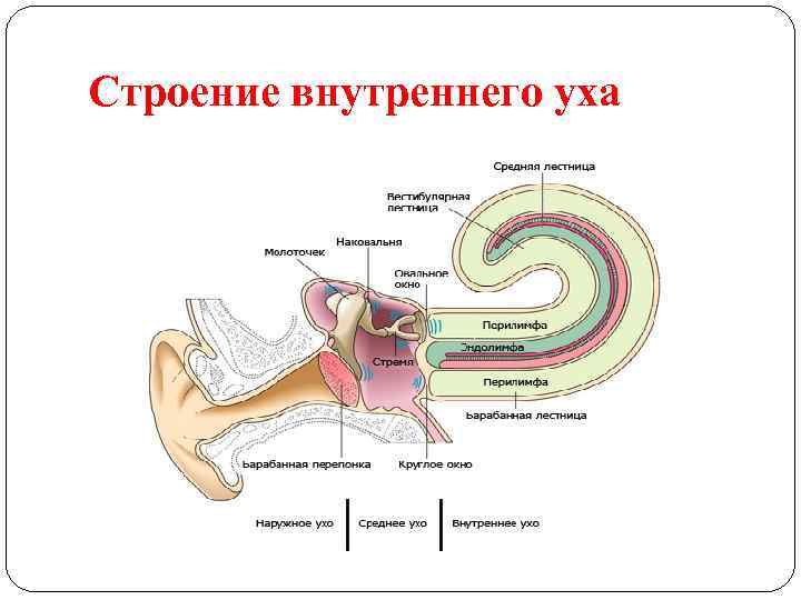 Строение внутреннего уха 