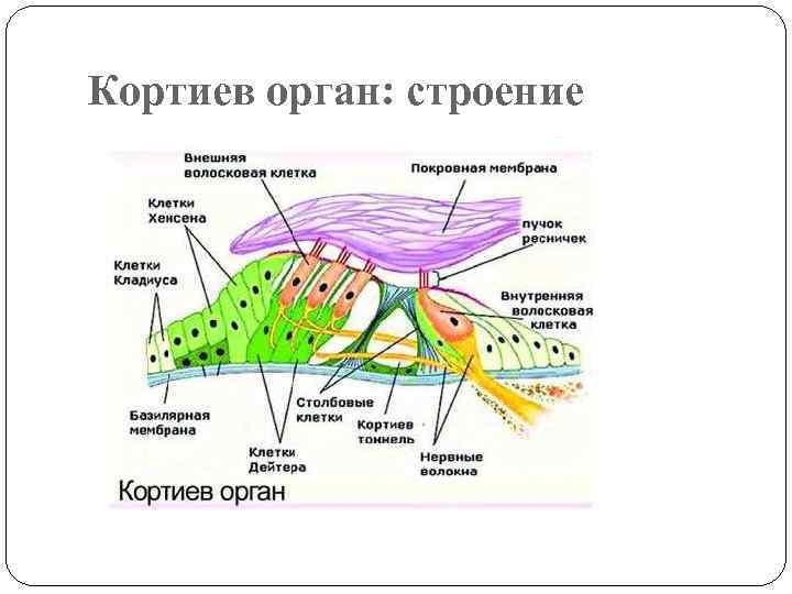 Кортиев орган: строение 