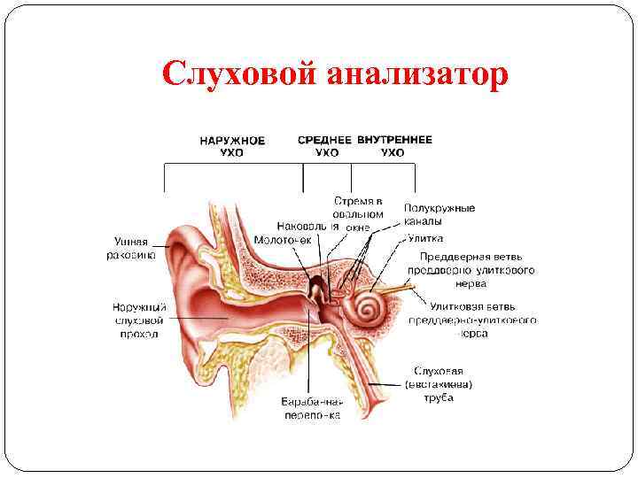 Слуховой анализатор 