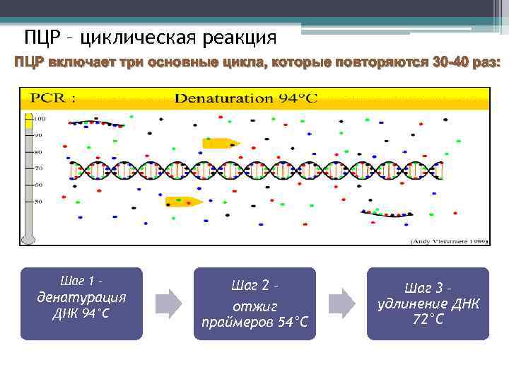 Этапы пцр картинки