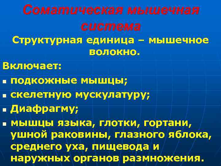 Соматическая мышечная система Структурная единица – мышечное волокно. Включает: n подкожные мышцы; n скелетную