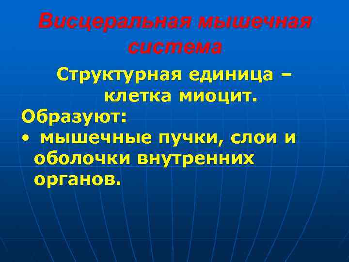 Висцеральная мышечная система Структурная единица – клетка миоцит. Образуют: • мышечные пучки, слои и