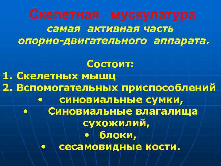 Скелетная мускулатура самая активная часть опорно-двигательного аппарата. Состоит: 1. Скелетных мышц 2. Вспомогательных приспособлений