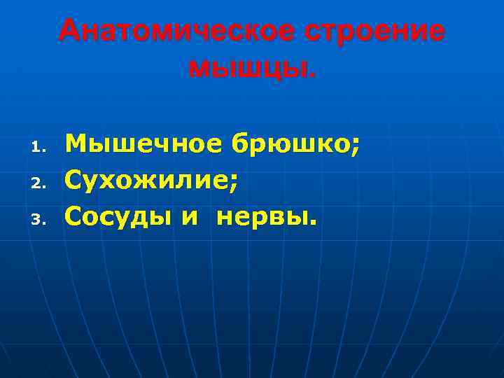 Анатомическое строение мышцы. 1. 2. 3. Мышечное брюшко; Сухожилие; Сосуды и нервы. 