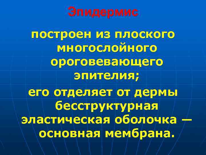 Эпидермис построен из плоского многослойного ороговевающего эпителия; его отделяет от дермы бесструктурная эластическая оболочка