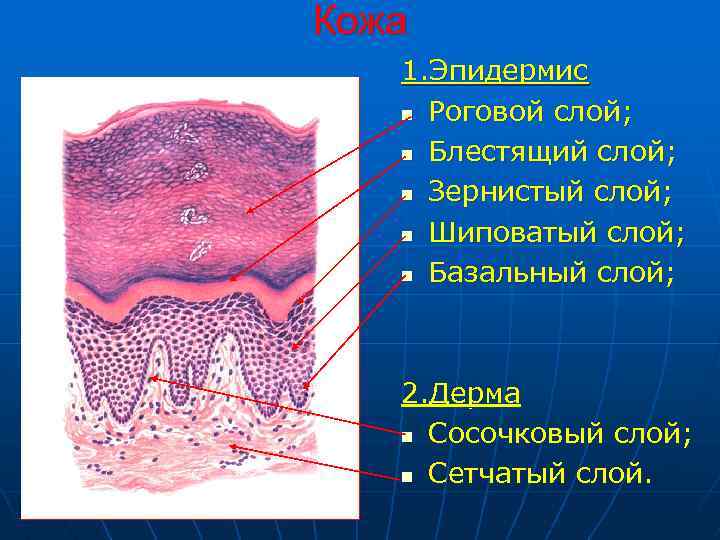 Роговой слой эпидермиса это