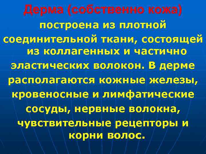 Дерма (собственно кожа) построена из плотной соединительной ткани, состоящей из коллагенных и частично эластических