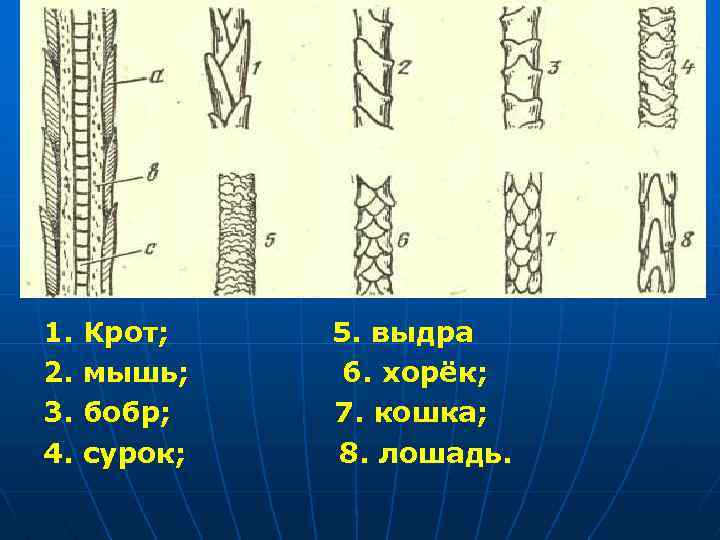 1. Крот; 2. мышь; 3. бобр; 4. сурок; 5. выдра 6. хорёк; 7. кошка;
