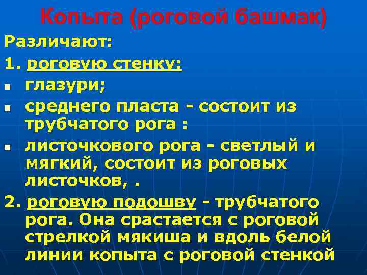 Копыта (роговой башмак) Различают: 1. роговую стенку: n глазури; n среднего пласта - состоит