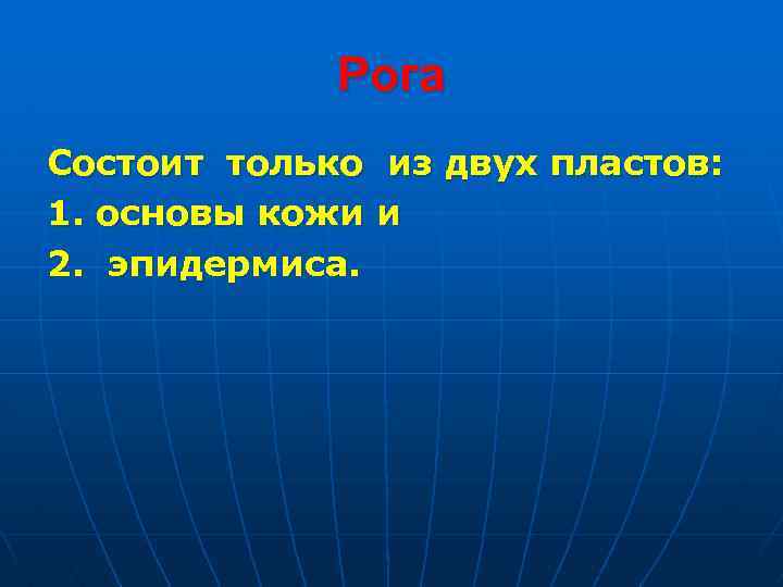 Рога Состоит только из двух пластов: 1. основы кожи и 2. эпидермиса. 