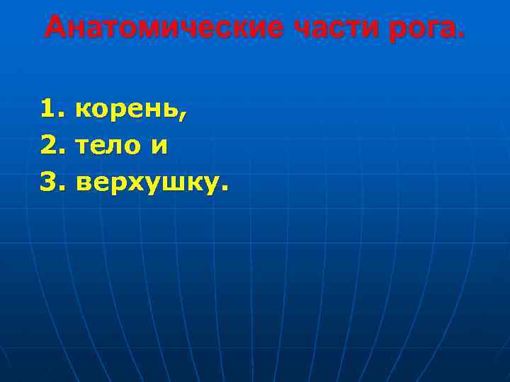 Анатомические части рога. 1. корень, 2. тело и 3. верхушку. 