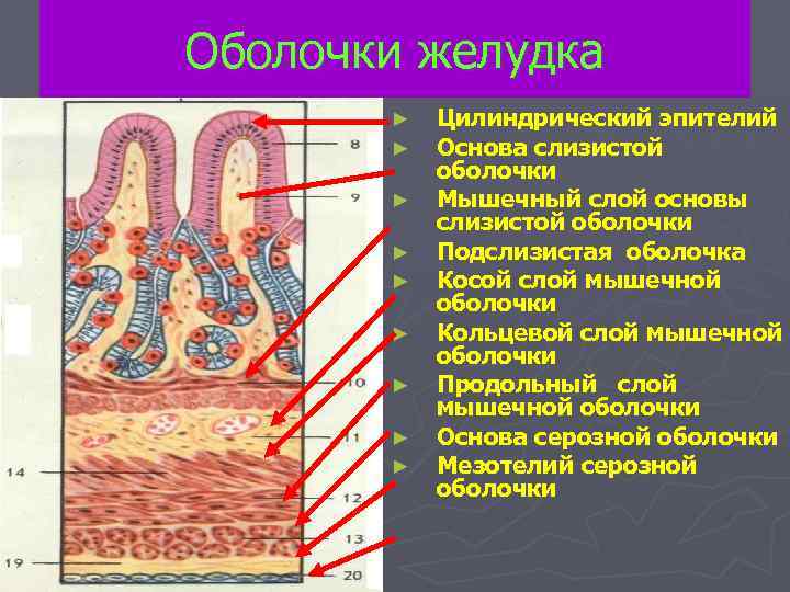 Слизистая оболочка желудка гистология. Строение серозной оболочки желудка. Эпителий слизистой желудка.