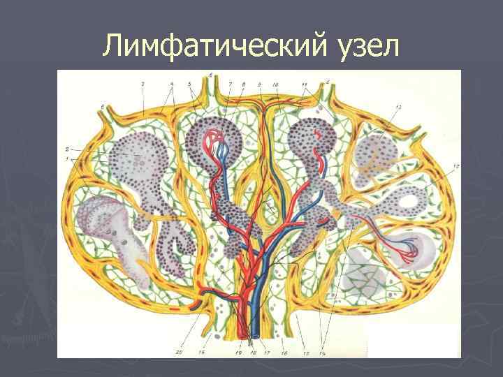 Лимфатический узел 