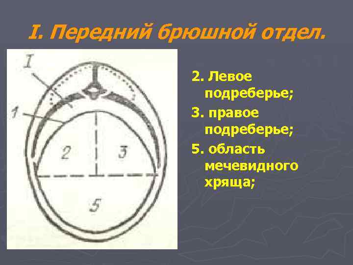 I. Передний брюшной отдел. 2. Левое подреберье; 3. правое подреберье; 5. область мечевидного хряща;