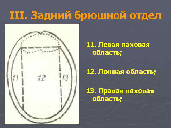 III. Задний брюшной отдел 11. Левая паховая область; 12. Лонная область; 13. Правая паховая