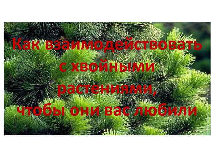 Как взаимодействовать с хвойными растениями, чтобы они вас любили 