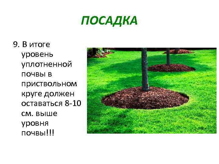 ПОСАДКА 9. В итоге уровень уплотненной почвы в приствольном круге должен оставаться 8 -10