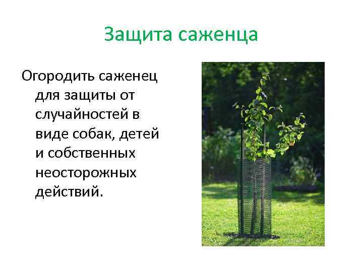 Защита саженца Огородить саженец для защиты от случайностей в виде собак, детей и собственных