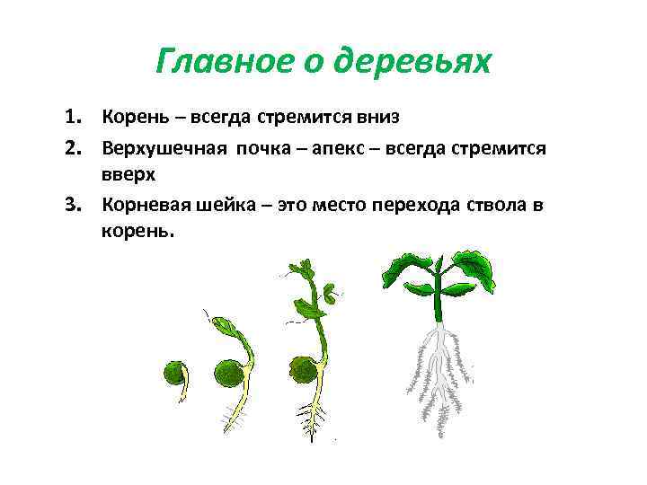 Главное о деревьях 1. Корень – всегда стремится вниз 2. Верхушечная почка – апекс