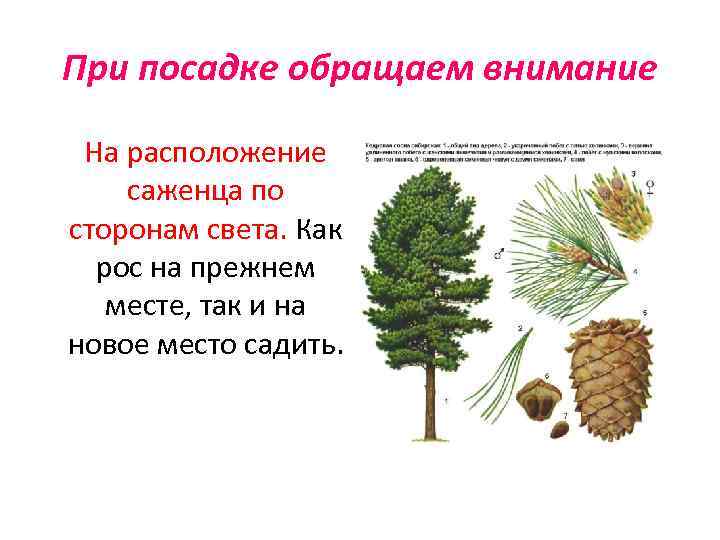 При посадке обращаем внимание На расположение саженца по сторонам света. Как рос на прежнем