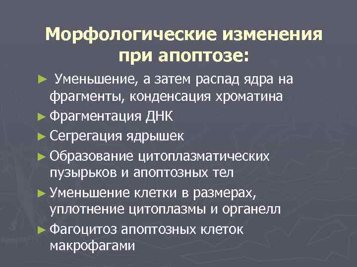 Морфологические изменения при апоптозе: ► Уменьшение, а затем распад ядра на фрагменты, конденсация хроматина