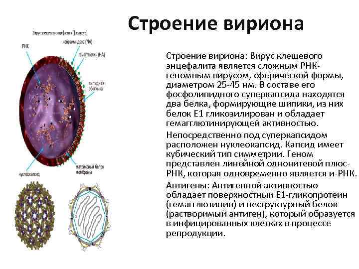 Строение вириона: Вирус клещевого энцефалита является сложным РНК геномным вирусом, сферической формы, диаметром 25