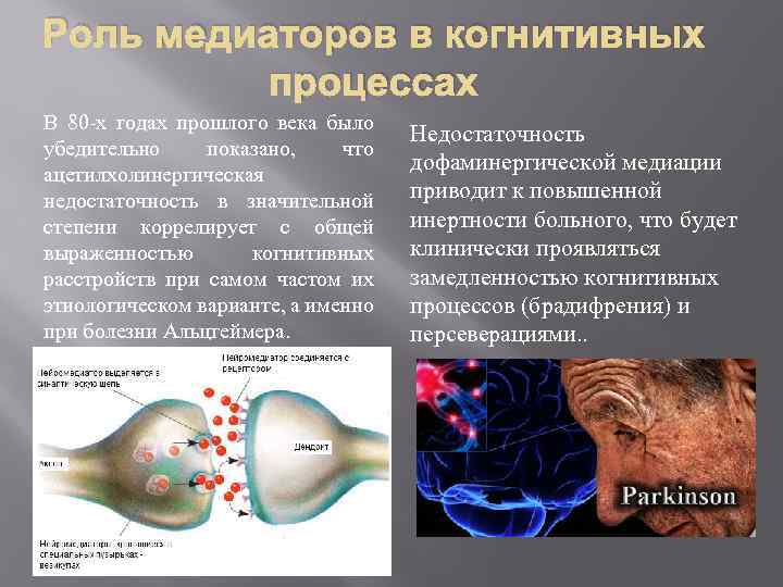 Роль медиаторов в когнитивных процессах В 80 -х годах прошлого века было убедительно показано,
