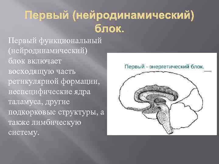 Первый (нейродинамический) блок. Первый функциональный (нейродинамический) блок включает восходящую часть ретикулярной формации, неспецифические ядра