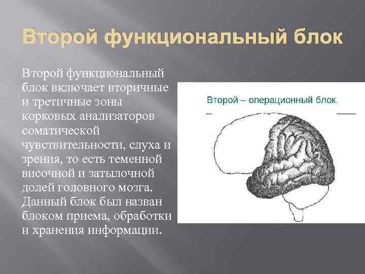 Второй функциональный блок включает вторичные и третичные зоны корковых анализаторов соматической чувствительности, слуха и