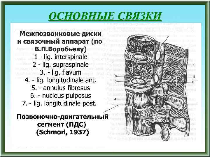ОСНОВНЫЕ СВЯЗКИ 