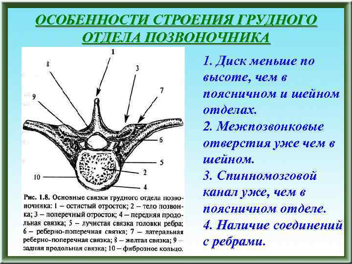 ОСОБЕННОСТИ СТРОЕНИЯ ГРУДНОГО ОТДЕЛА ПОЗВОНОЧНИКА 1. Диск меньше по высоте, чем в поясничном и