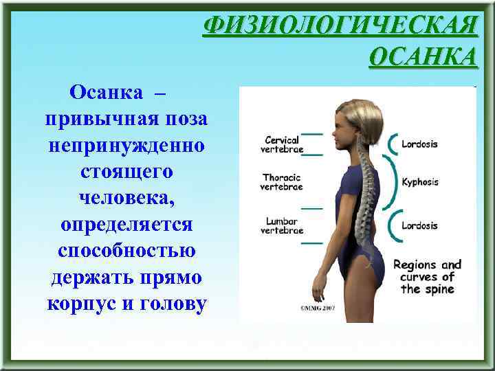ФИЗИОЛОГИЧЕСКАЯ ОСАНКА Осанка – привычная поза непринужденно стоящего человека, определяется способностью держать прямо корпус