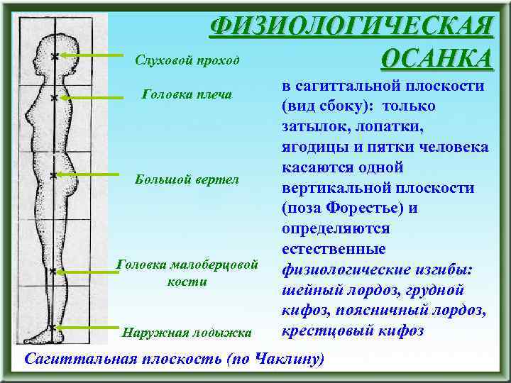 ФИЗИОЛОГИЧЕСКАЯ Слуховой проход ОСАНКА Головка плеча Большой вертел Головка малоберцовой кости Наружная лодыжка в