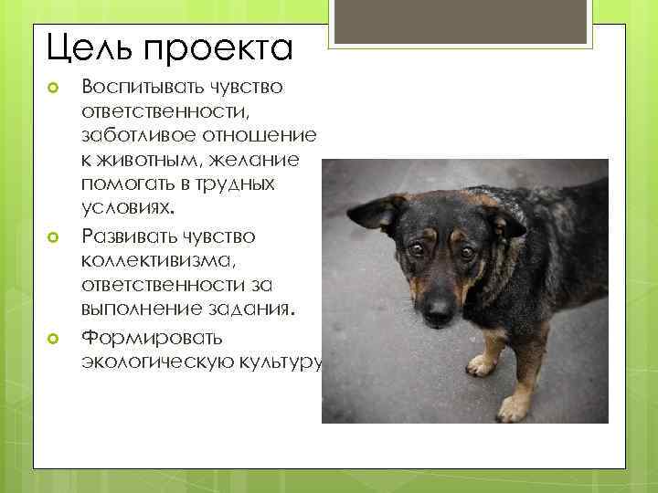 Цель проекта Воспитывать чувство ответственности, заботливое отношение к животным, желание помогать в трудных условиях.