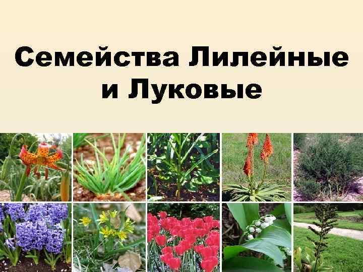 Семейства Лилейные и Луковые 